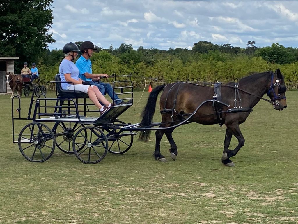 A chestnut welsh cob pulling a carriage being driven by two people