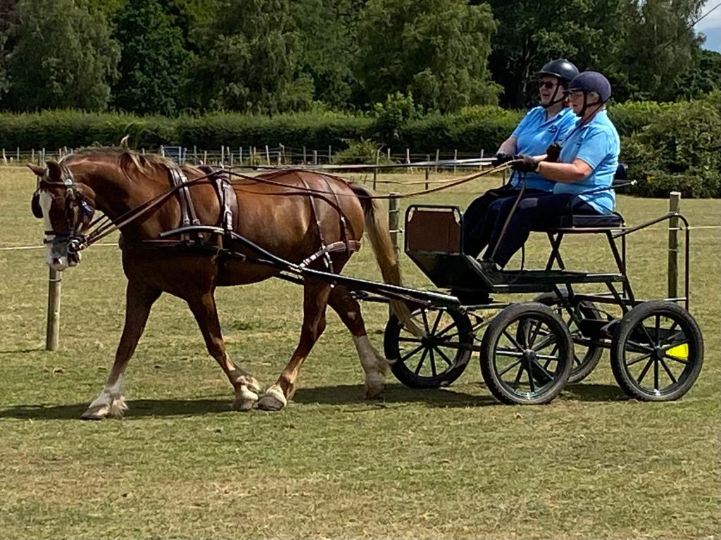 Hugo, a chestnut welsh cob, is pulling a carriage being driven by one of our participants, Gail